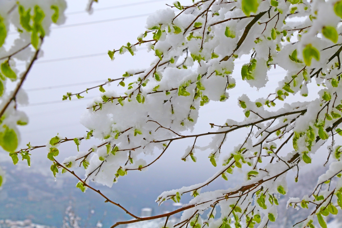 Rize'de İlkbaharda Kar Manzaraları 11