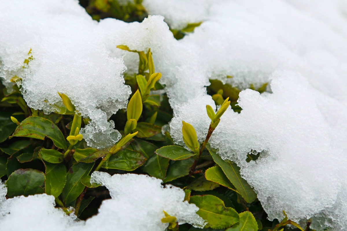Rize'de İlkbaharda Kar Manzaraları 4