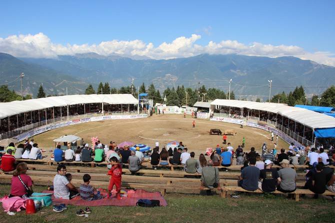 Boğa Güreşleri Türkiye Şampiyonası Artvin'de başladı 1