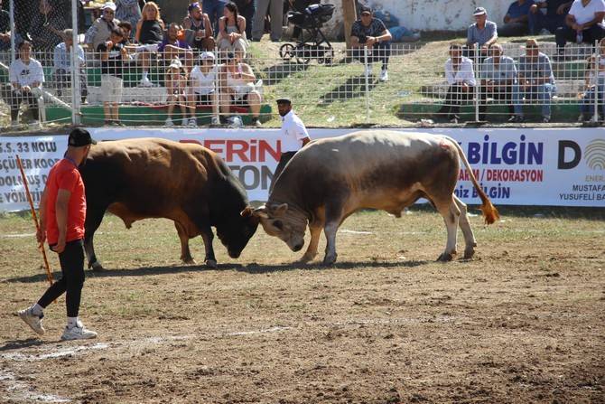Boğa Güreşleri Türkiye Şampiyonası Artvin'de başladı 10