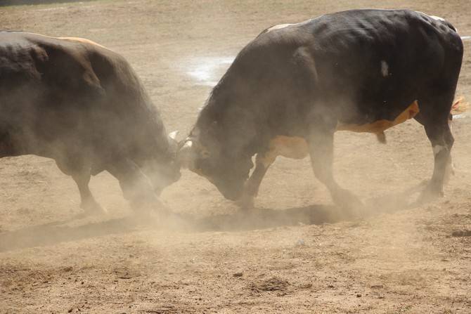 Boğa Güreşleri Türkiye Şampiyonası Artvin'de başladı 11