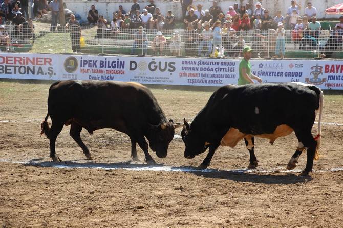 Boğa Güreşleri Türkiye Şampiyonası Artvin'de başladı 12