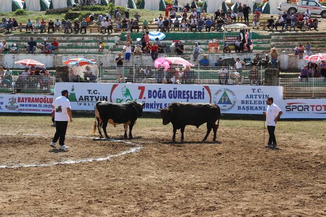 Boğa Güreşleri Türkiye Şampiyonası Artvin'de başladı 13