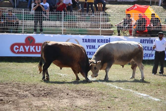 Boğa Güreşleri Türkiye Şampiyonası Artvin'de başladı 2