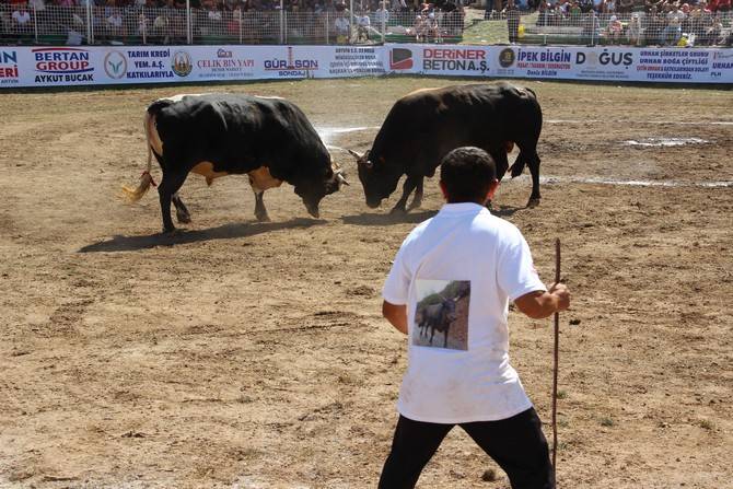 Boğa Güreşleri Türkiye Şampiyonası Artvin'de başladı 4