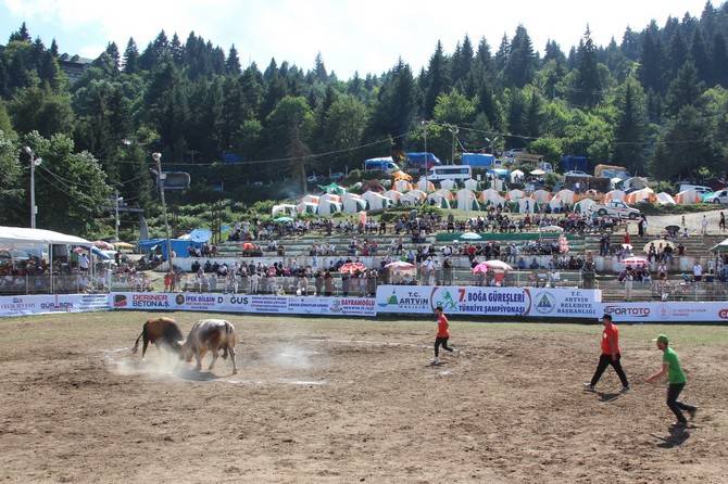 Boğa Güreşleri Türkiye Şampiyonası Artvin'de başladı 5