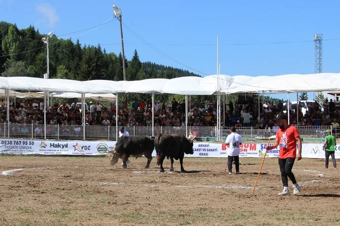 Boğa Güreşleri Türkiye Şampiyonası Artvin'de başladı 6