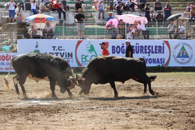 Boğa Güreşleri Türkiye Şampiyonası Artvin'de başladı 7