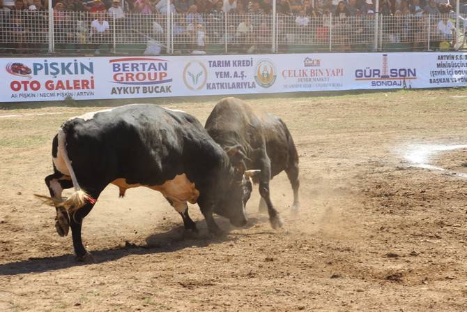 Boğa Güreşleri Türkiye Şampiyonası Artvin'de başladı 9