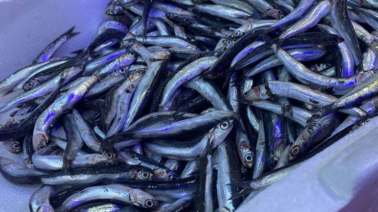 Karadeniz’de 'aşırı avcılık’ tehlikesi; hamsi boyu küçüldü 2