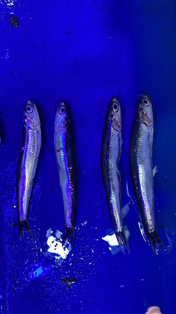 Karadeniz’de 'aşırı avcılık’ tehlikesi; hamsi boyu küçüldü 3