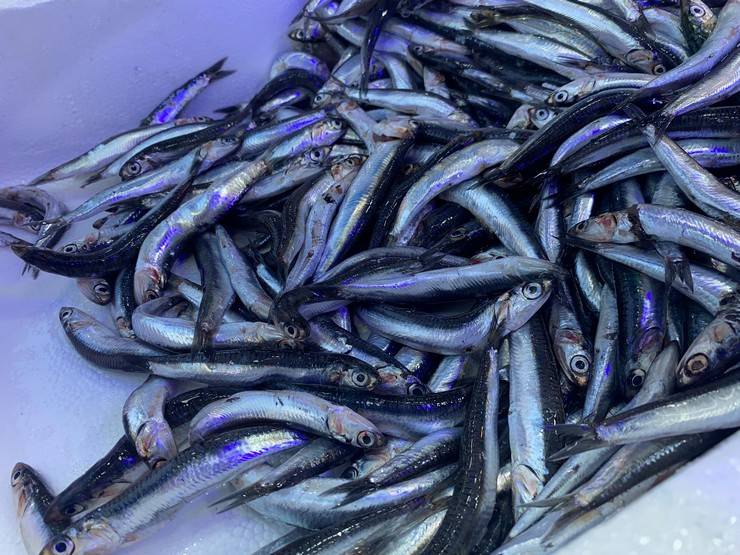 Karadeniz’de 'aşırı avcılık’ tehlikesi; hamsi boyu küçüldü 4