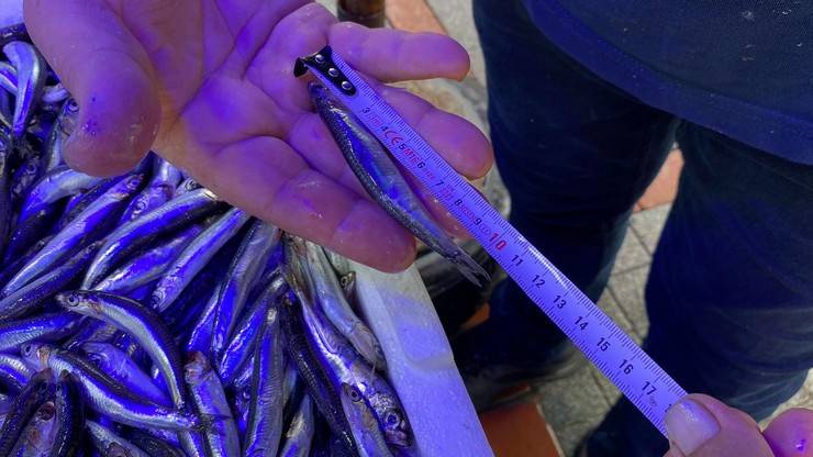 Karadeniz’de 'aşırı avcılık’ tehlikesi; hamsi boyu küçüldü 6