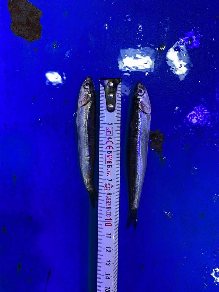 Karadeniz’de 'aşırı avcılık’ tehlikesi; hamsi boyu küçüldü 7