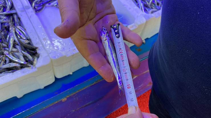 Karadeniz’de 'aşırı avcılık’ tehlikesi; hamsi boyu küçüldü 8