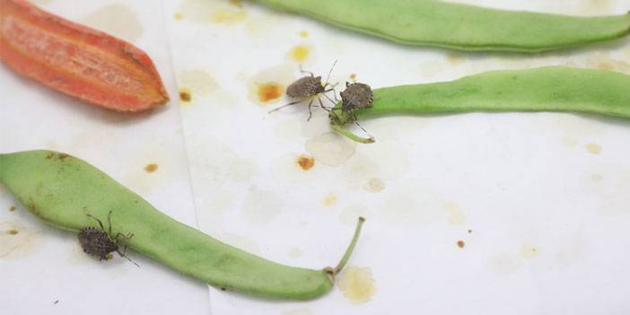 Samuray arıları kahverengi kokarca zararlısı ile mücadeleye başladı