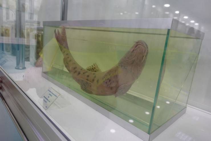 RTEÜ'lü bilim insanları, dünyanın en nadir canlılarından leopar sazanını arıyor 7