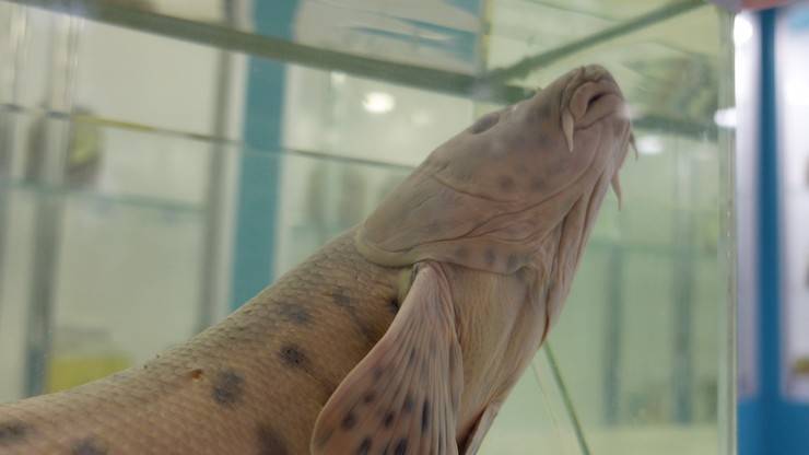 RTEÜ'lü bilim insanları, dünyanın en nadir canlılarından leopar sazanını arıyor 8