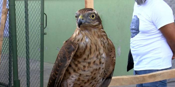 Rize’nin en güzel atmacalarını seçtiler