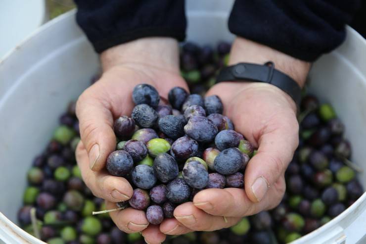 Yusufeli'nin ödüllü Butko zeytininin hasadına başlandı 1