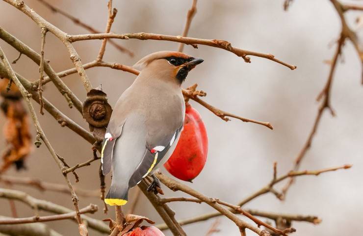 Rize'de, kuş gözlemcileri "ipekkuyruk" görüntüledi 1