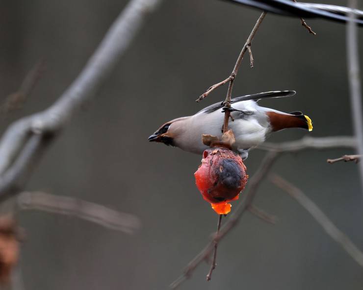 Rize'de, kuş gözlemcileri "ipekkuyruk" görüntüledi 2