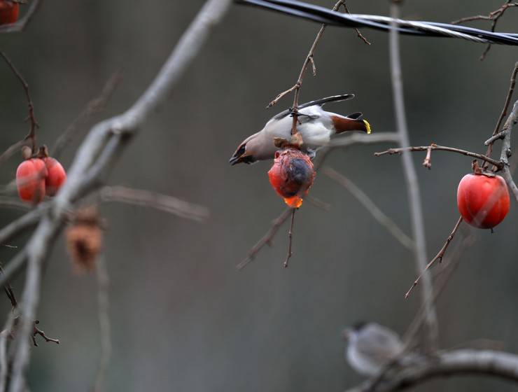 Rize'de, kuş gözlemcileri "ipekkuyruk" görüntüledi 3