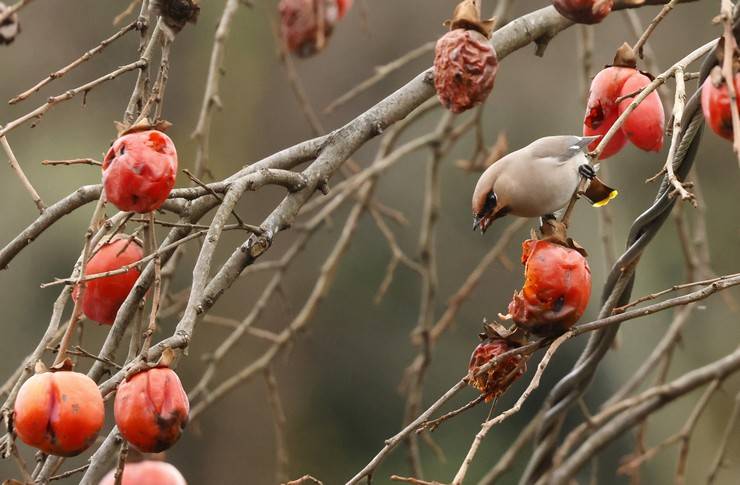 Rize'de, kuş gözlemcileri "ipekkuyruk" görüntüledi 4