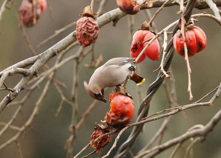 Rize'de, kuş gözlemcileri "ipekkuyruk" görüntüledi 5