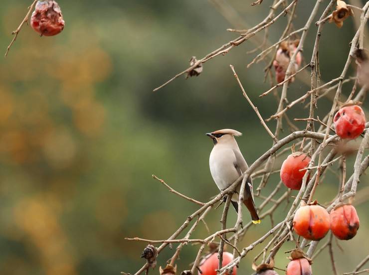 Rize'de, kuş gözlemcileri "ipekkuyruk" görüntüledi 6