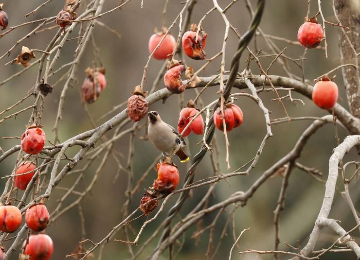 Rize'de, kuş gözlemcileri "ipekkuyruk" görüntüledi 7
