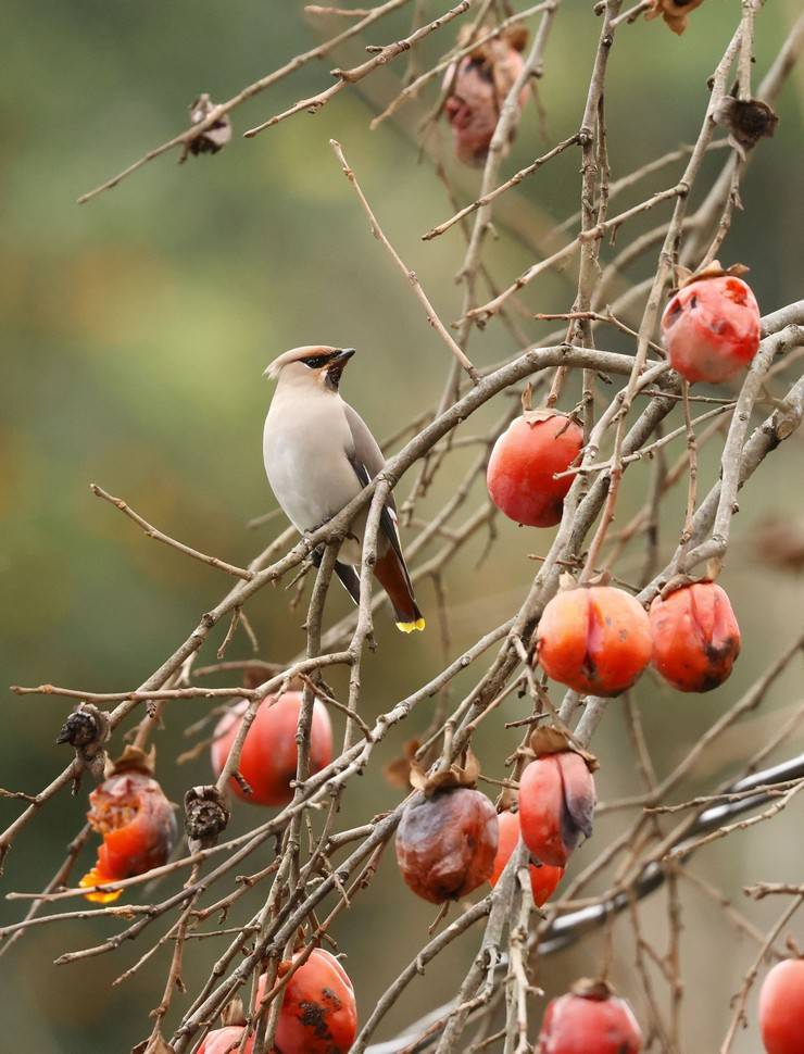 Rize'de, kuş gözlemcileri "ipekkuyruk" görüntüledi 9