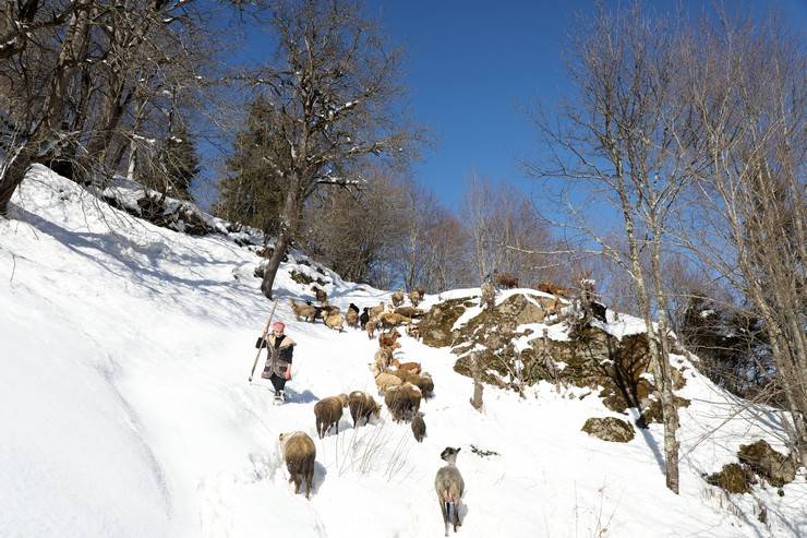 "Türkiye'nin Heidi'si" Hamdu Sena'nın gelecekteki hedefi Tarım Bakanı olmak 10