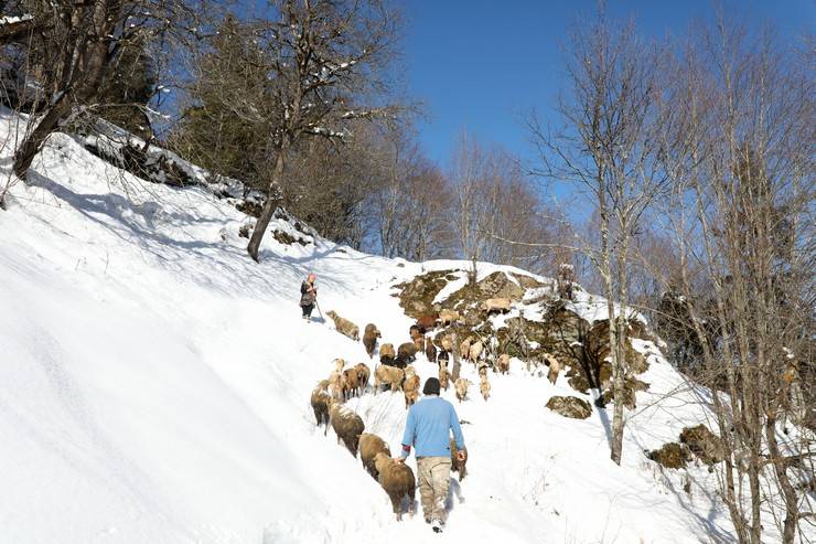 "Türkiye'nin Heidi'si" Hamdu Sena'nın gelecekteki hedefi Tarım Bakanı olmak 11