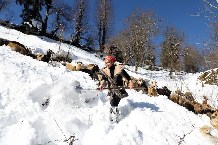 "Türkiye'nin Heidi'si" Hamdu Sena'nın gelecekteki hedefi Tarım Bakanı olmak 12