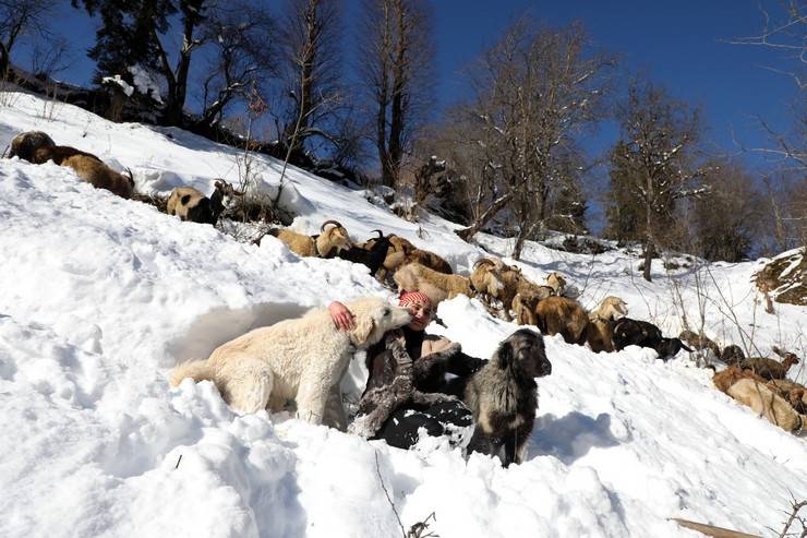 "Türkiye'nin Heidi'si" Hamdu Sena'nın gelecekteki hedefi Tarım Bakanı olmak 14