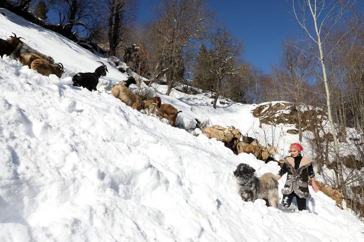 "Türkiye'nin Heidi'si" Hamdu Sena'nın gelecekteki hedefi Tarım Bakanı olmak 15