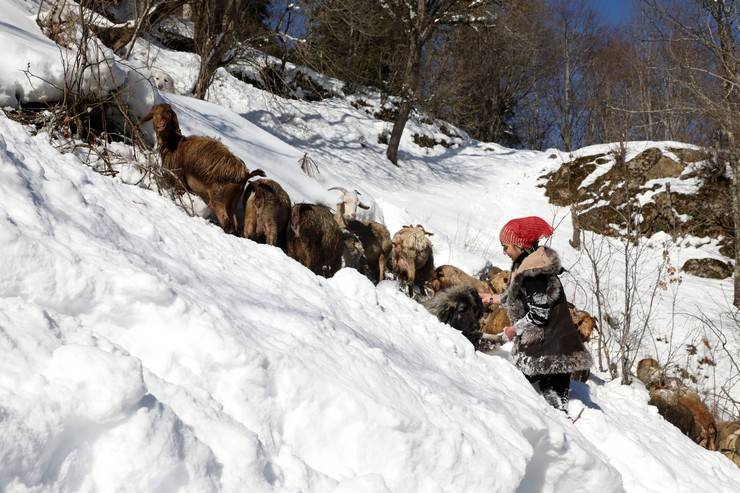 "Türkiye'nin Heidi'si" Hamdu Sena'nın gelecekteki hedefi Tarım Bakanı olmak 16