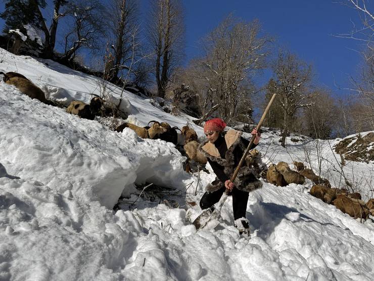 "Türkiye'nin Heidi'si" Hamdu Sena'nın gelecekteki hedefi Tarım Bakanı olmak 17