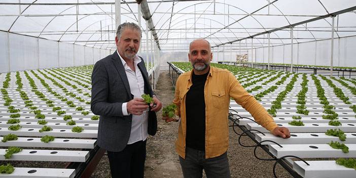 Rizeli iki arkadaş topraksız tarımla marul üretimine başladı