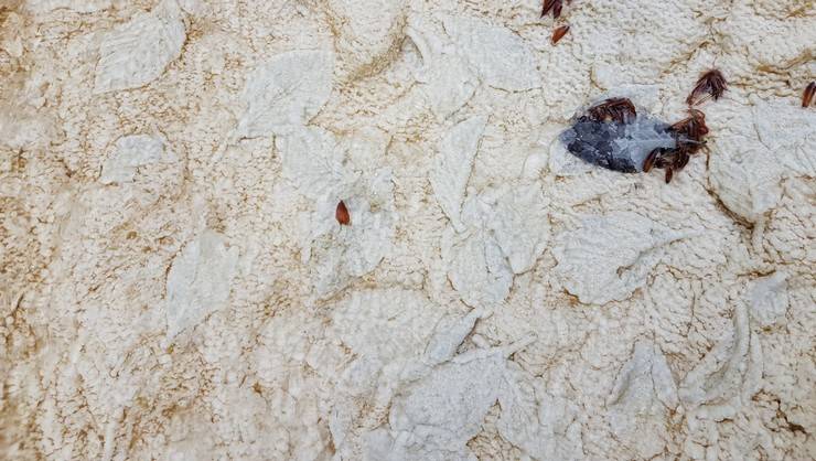 Rize'den 1, Karadeniz'den 8 Alan 'Jeolojik Miras' Listesinde 4