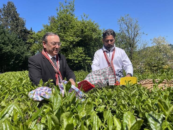 Çaykur Rizespor Teknik Direktörü İlhan Palut çay bahçesine girdi, çay topladı 11