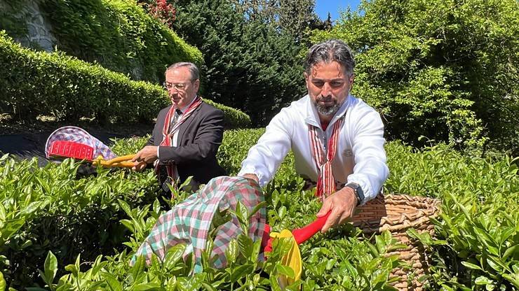 Çaykur Rizespor Teknik Direktörü İlhan Palut çay bahçesine girdi, çay topladı 4