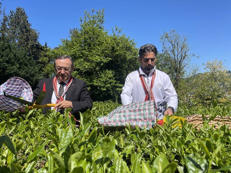 Çaykur Rizespor Teknik Direktörü İlhan Palut çay bahçesine girdi, çay topladı 9
