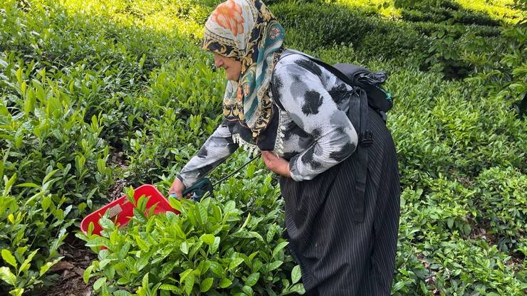 ‘Z’ kuşağının ilgisiz olduğu çayda işçi sorununa 'şarjlı makaslı' çözüm 13