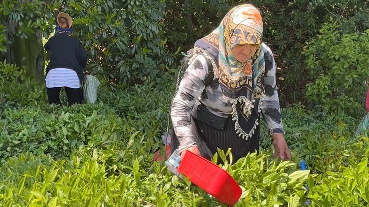 ‘Z’ kuşağının ilgisiz olduğu çayda işçi sorununa 'şarjlı makaslı' çözüm 14