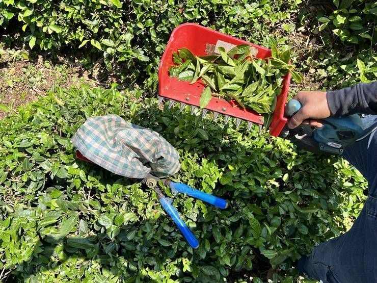 ‘Z’ kuşağının ilgisiz olduğu çayda işçi sorununa 'şarjlı makaslı' çözüm 16
