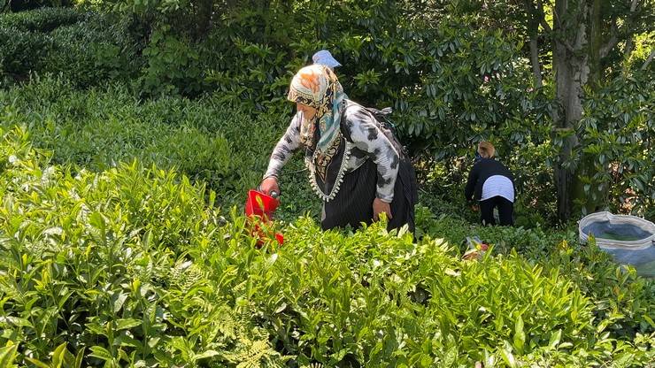 ‘Z’ kuşağının ilgisiz olduğu çayda işçi sorununa 'şarjlı makaslı' çözüm 2