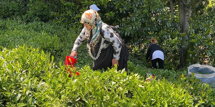 ‘Z’ kuşağının ilgisiz olduğu çayda işçi sorununa 'şarjlı makaslı' çözüm