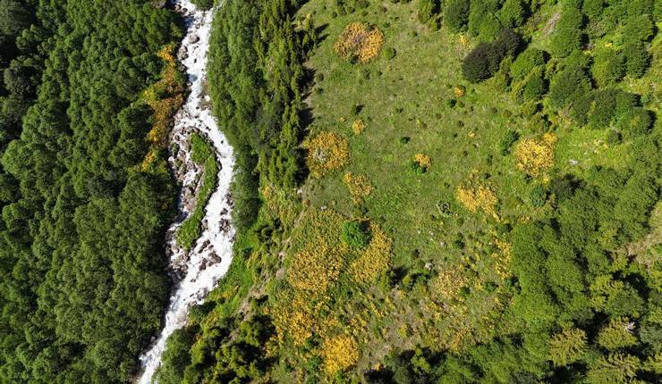 Kaçkar Dağları'nda endemik bitki türleri çiçek açtı 13